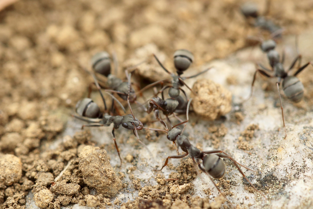 Do you have a problem with ants?
