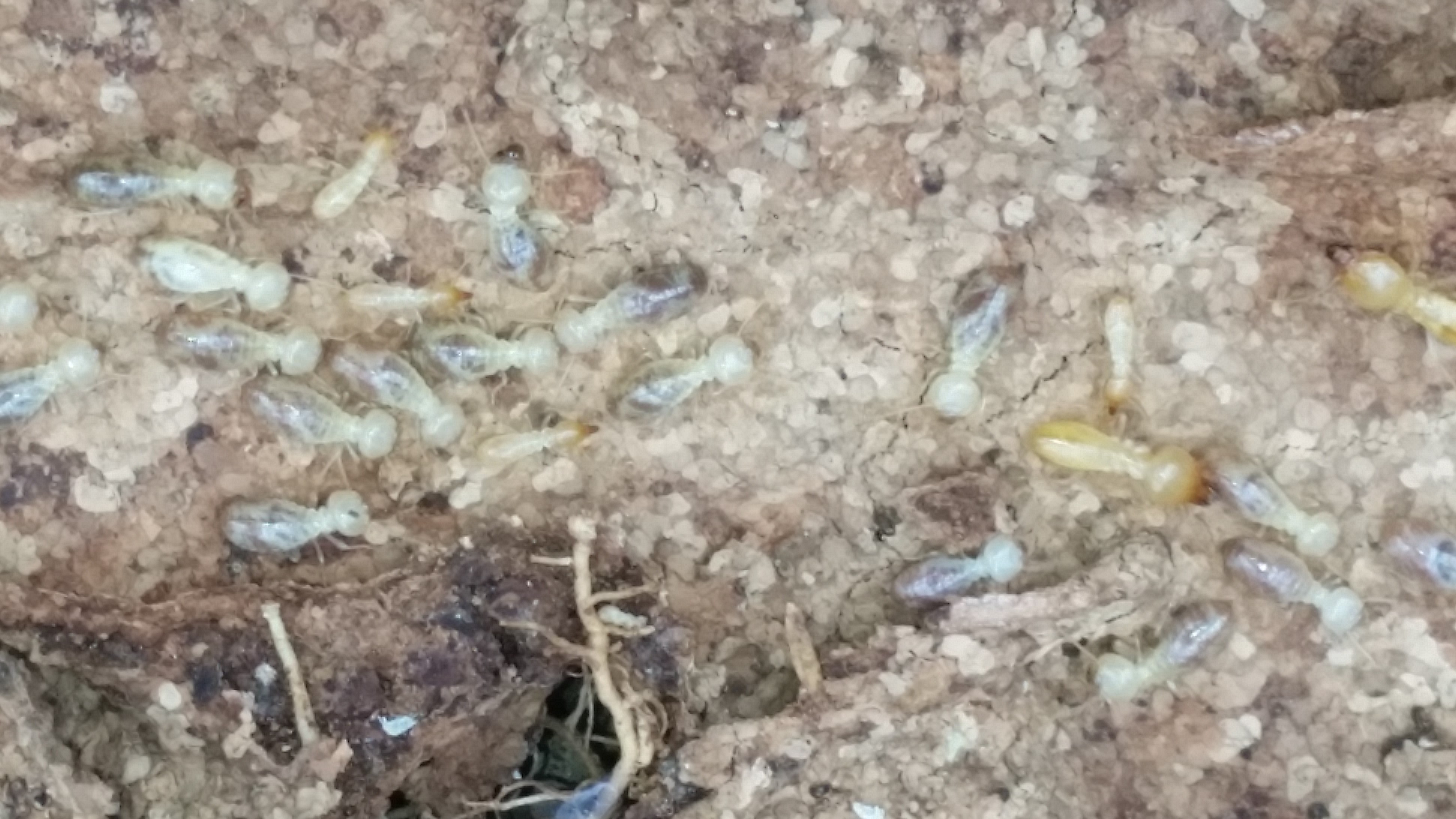 Do you have termites in your home?